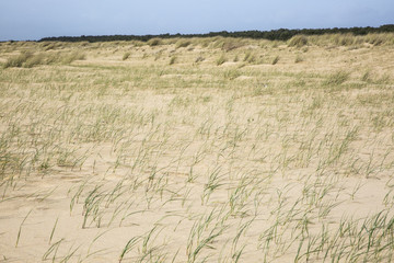 Dunes on a beach of L'aiguillon sur Mer, Vendee, France
