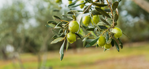 Green Olives Tree - 129694705