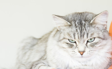 Fototapeta na wymiar beautiful female silver cat of siberian breed in the house