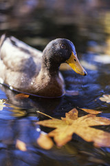 Close up Duck | Fall 