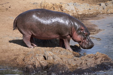 Hippopotamus - Africa