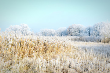 Fototapeta premium rime frost landscape at Havel river (Brandenburg - Germany)