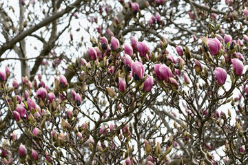pink magnolia blossom
