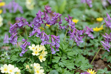 Obraz premium corydalis flowers with cowslip flower on a meadow. springtime