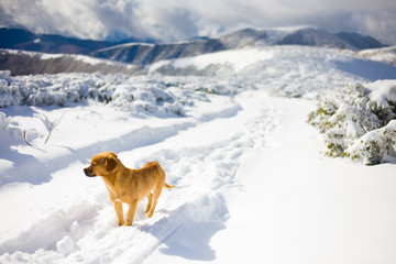 The dog is on the snow.