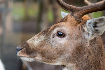 Auge eines Hirschen, Nahaufnahme
