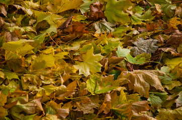 Autumnal background of colored maple leaves