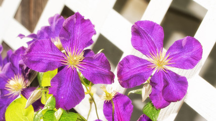 Large purple Clematis blooms growing againt white latticeboard in evening sun