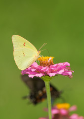 Obraz premium Female Cloudless Sulphur butterfly on a pink Zinnia, with another butterfly on the background
