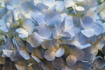 Closeup of  hydrangea
