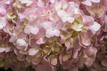 Closeup of  hydrangea
