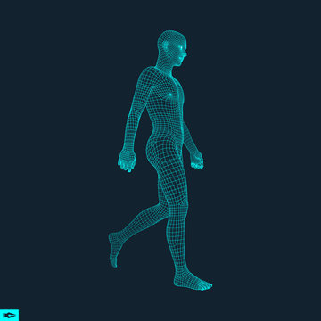 Walking Man. 3D Human Body Model. Human Body Wire Model.