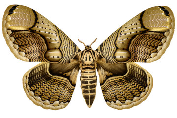 Naklejka na ściany i meble Huge Philippine Brahmin Moth (Brahmaea hearseyi, female) isolated on white background