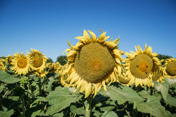 Blooming big sunflowers (Helianthus annuus) plants on field in summer time. Flowering bright yellow sunflowers background. Rural scene. Sunflower field in Slovakia at sunny day
