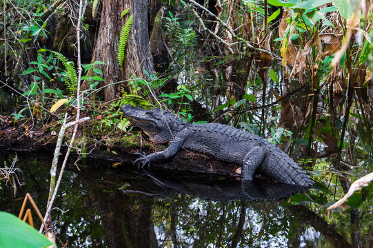 Alligator In Everglades, Florida