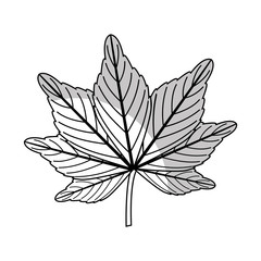 leafs plant isolated icon vector illustration design