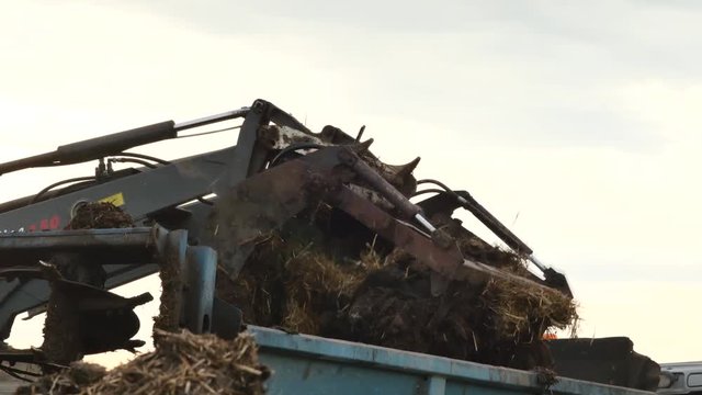 &eacute;pandre le fumier (4k video)