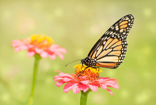Dreamy image of a beautiful Monarch butterfly on a pink flower