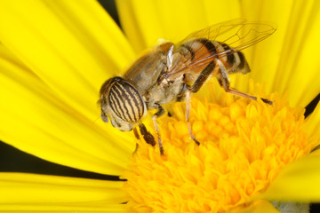Mosca tigre - (eristalinus taeniops)