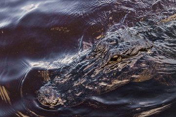 Alligator in Everglades, Florida