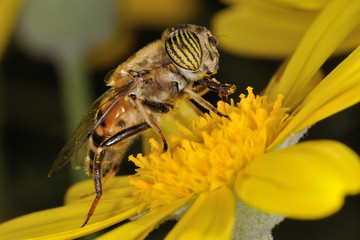 Mosca tigre - (eristalinus taeniops)