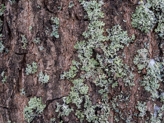Pine bark with moss, texture, winter
