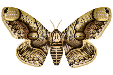 Huge Philippine Brahmin Moth (Brahmaea hearseyi, male) isolated on white background