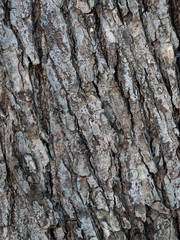 Pine bark with moss, texture, winter