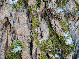 Pine bark with moss, texture, winter