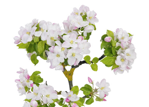 mossy apple tree branch with spring pink flowers