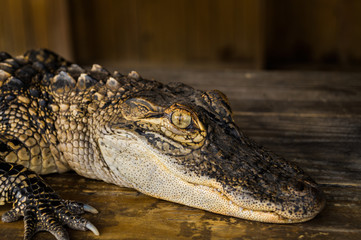 Alligator in the Everglades, FL