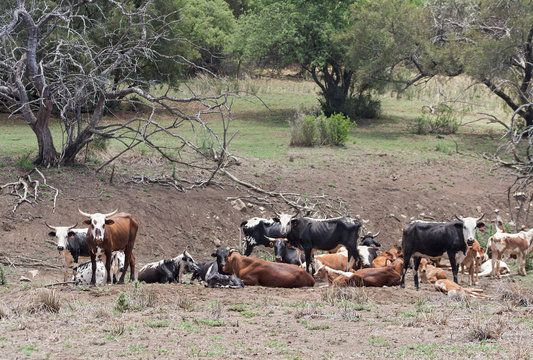 Cattle Herd On A Farm Near Rustenburg, South Africa