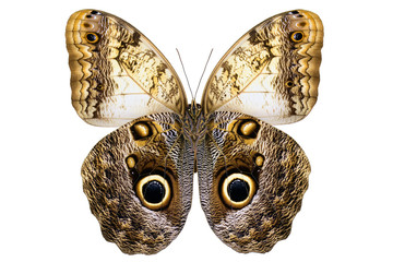 Giant Owl butterfly (Caligo memnon, male, underside) from Amazon rainforest isolated on white background