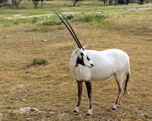 Brilliant white Arabian Oryx standing in dry grassland
