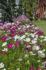 The beauty of the wild flowers