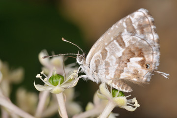 Farfalla - (cacyreus marshalli)