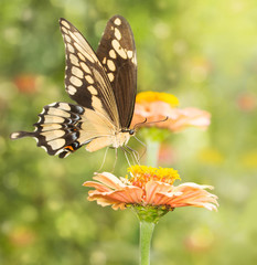 Dreamy image of a Giant Swallowtail butterfly feeding on a flower