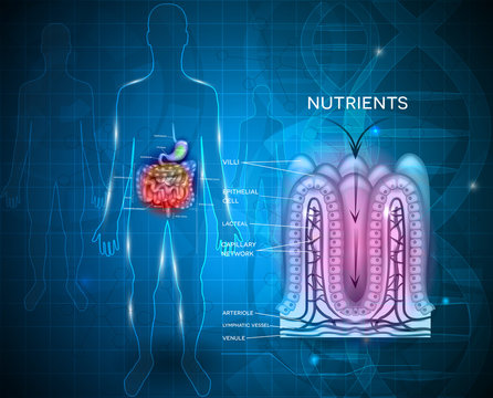 Intestinal lining anatomy and absorption of nutrients