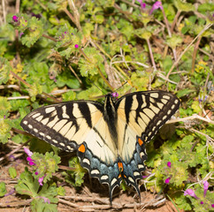 Beautiful female eastern Tiger Swallowtail butterfly feeding on tiny Henbit flowers in spring