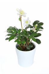 Helleborus niger blanche