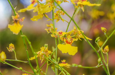 The beauty of orchids