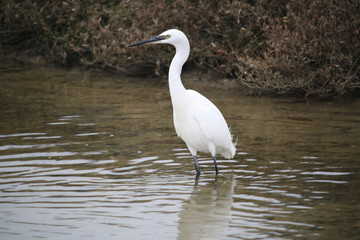 aigrette