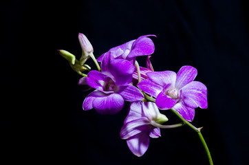 Fototapeta na wymiar The beauty of orchids 