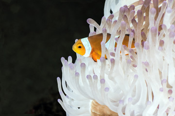 Clown Fish
