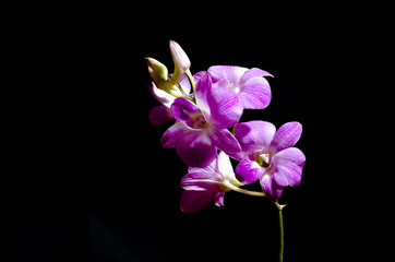 Obraz na płótnie Canvas The beauty of orchids 