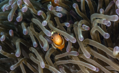 Clown Fish