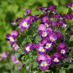 Fleurs de Viola cornuta