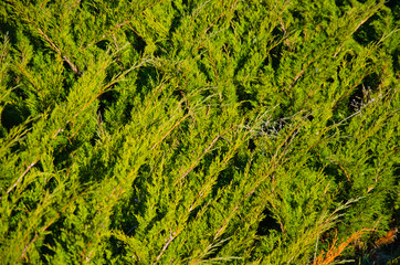 Background of the evergreen juniper bush