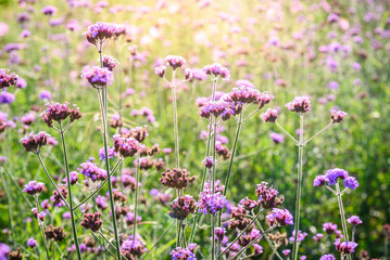 Obraz premium verbena field in evening light