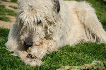 Naklejka na ściany i meble Lying white Irish Wolfhound dog eats bone on the grass. Happy adult dog gnaws a bone in the garden on the lawn